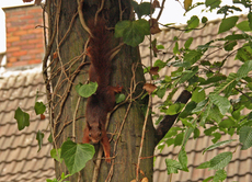 Eichhörnchen-A-30.jpg